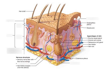 Skin Structure Diagram | Quizlet