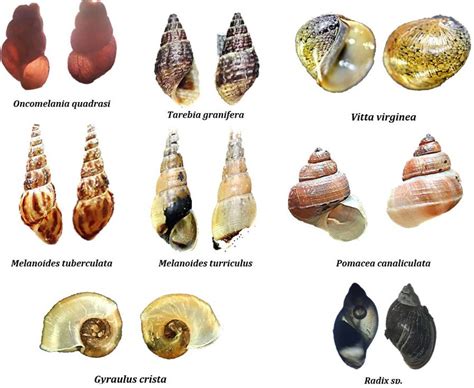 Freshwater snail species sampled in the area and studied for parasite... | Download Scientific ...