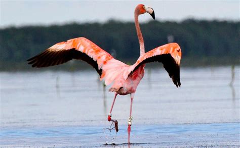 Audubon and Other Researchers Vindicate Flamingo-Loving Floridians | Audubon Florida