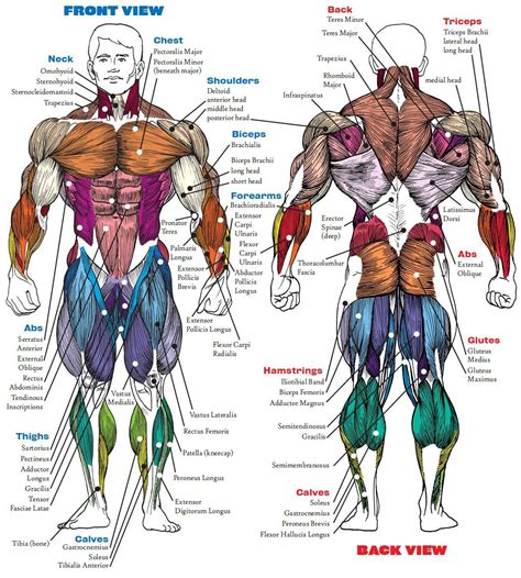 BodyBuilding / Fitness Motivation | Muscle diagram, Human anatomy drawing, Muscle anatomy