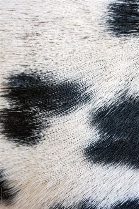 "Closeup Of Dalmatian Dog Fur" by Stocksy Contributor "Sky-Blue Creative" - Stocksy