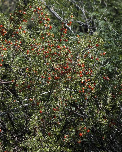 Berlandier's Wolfberry