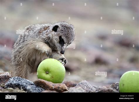 desert, wasteland, animal, fruit, eating, eat, eats, meerkat, meerkats, sands Stock Photo - Alamy