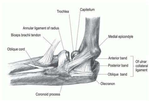 Ulnar Collateral Ligament Reconstruction of the Elbow | Musculoskeletal Key