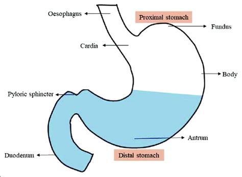 Schematic view on the anatomy of stomach | Download Scientific Diagram