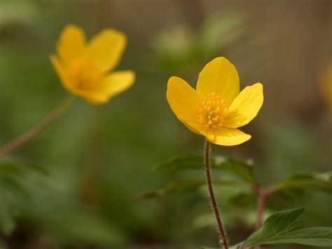 Anemone Flower Meaning, Symbolism, and Color Significance in the ...