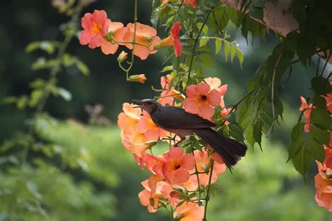 How to Plant Hummingbird Vine Seeds - Home Soils