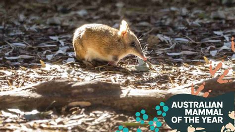 Eastern barred bandicoot: the back-from-the-brink bandicoot #amoty