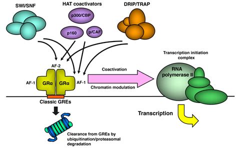 Glucocorticoid Receptor - Endotext - NCBI Bookshelf