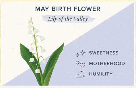 Birthday Flower For The Month Of May | Best Flower Site