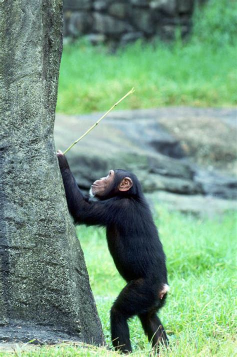 Pan troglodytes common chimpanzee. Juvenile "fishing" for honey in ...