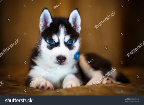 Siberian Husky Puppy Beautiful Blue Eyes Stock Photo 398372536 | Shutterstock