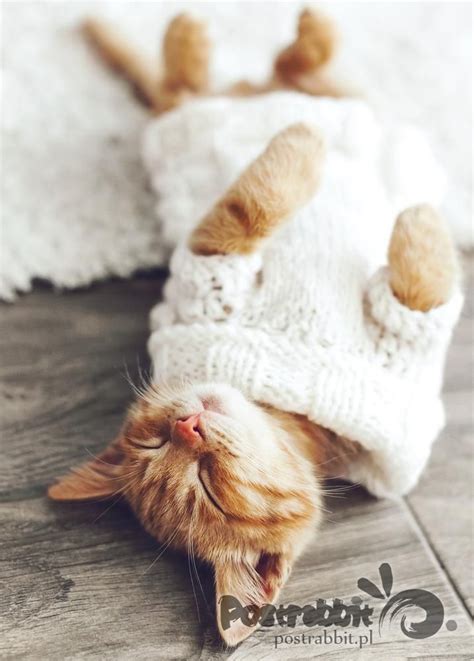 Kitten wearing knitted sweater | Kitten, Kitten sweater, Love pet