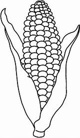 Indian Corn Coloring Template Sketch Page sketch template