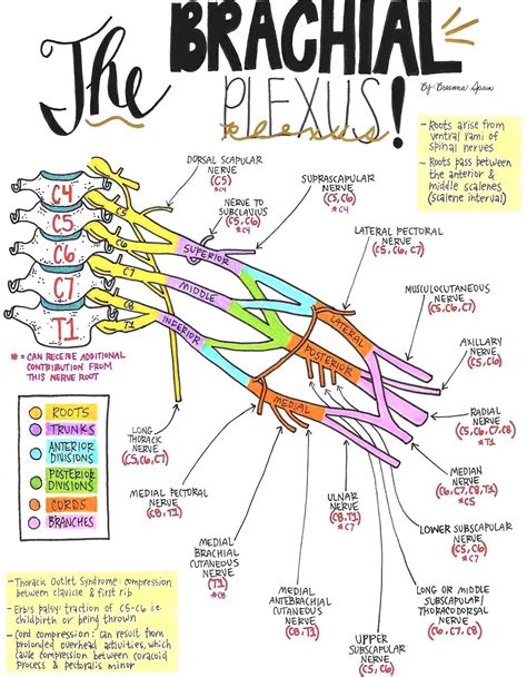 Nerve Drawings // The Brachial Plexus and its Course through the Upper Extremity — Breanna Spain ...