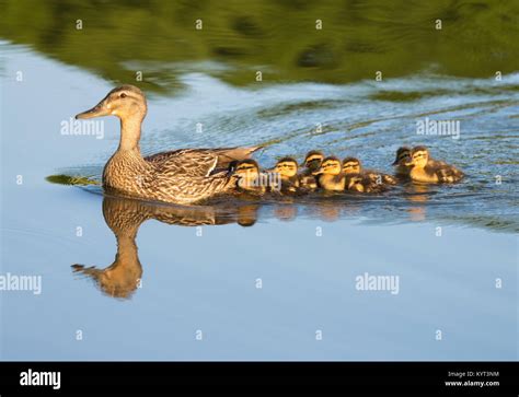 Female Mallard Duck with ducklings Stock Photo - Alamy