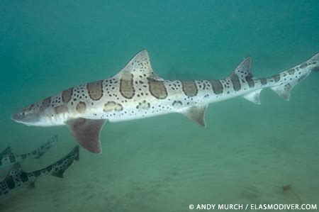 Leopard Sharks ~ MarineBio Conservation Society