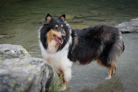 The Ultimate Rough Collie Breed Information Guide | Your Dog Advisor