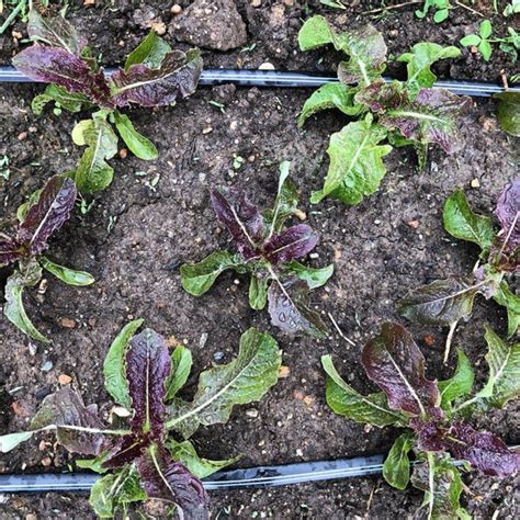 Red Celtuce (Stem Lettuce) – Truelove Seeds