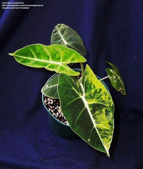 PlantFiles Pictures: Alocasia, Variegated Elephant Ear, African Mask 'Frydek Variegata ...