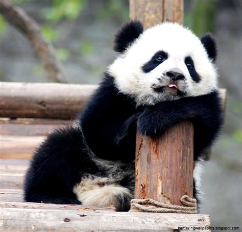 Super Cute Baby Pandas | Wallpapers Gallery