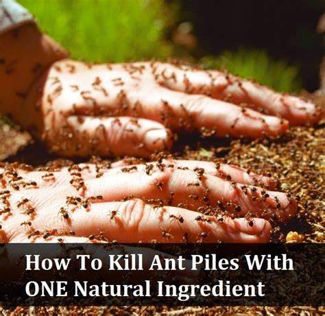 Natural Ways to Kill Ants and Pests | Kill ants, Ants, Garden pests