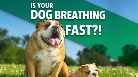 Why is My Dog Breathing Fast? - Ultimate Pet Nutrition