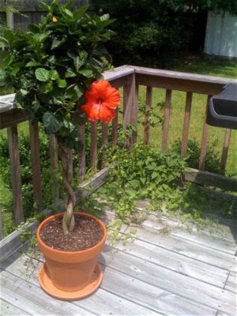 How to Overwinter a Hibiscus Tree: Winter Care Guide