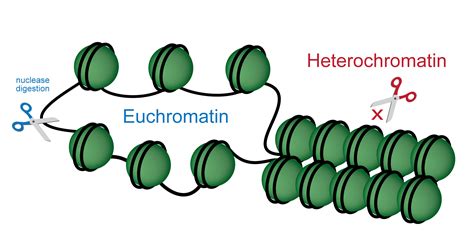 Chromatin Structure