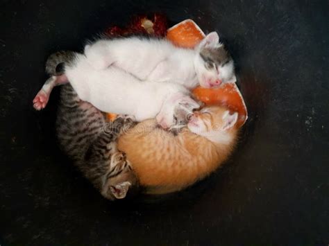 Four Kittens Sleeping Together Stock Image - Image of kittens, together: 265893417