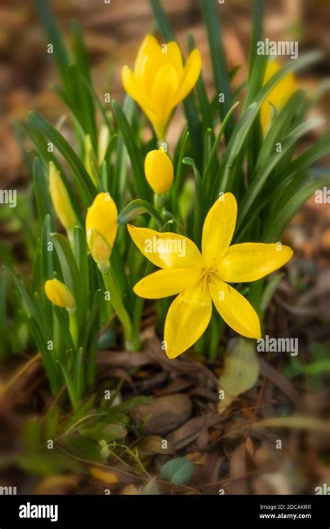 Sternbergia lutea clump flowering, natural flower portrait Stock Photo - Alamy