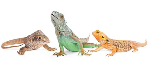 Iguana Vs Chameleon Vs Lizard | Similarities and differences