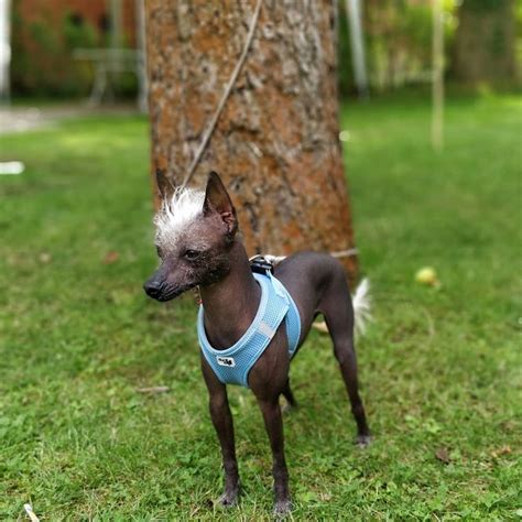 Xoloitzcuintli Rescue