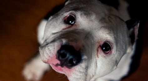 5 Common Worms in Dogs: Symptoms, Diagnosis and Treatment