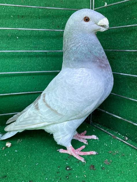 Show Racer | Pigeon breeds, Racing pigeons, Pigeon