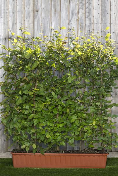 Hornbeam Instant Hedges | Instant Hedge Plants from Hedging UK