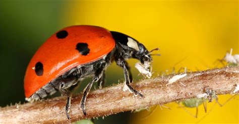 Do Ladybugs Eat Aphids? - A-Z Animals