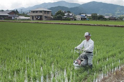 Rice farming, Mie prefecture, Japan. Photograph by Science Photo Library - Fine Art America