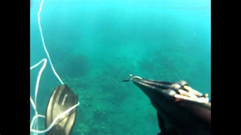 Spearfishing, sharks show up - YouTube