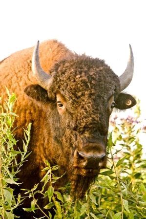 Tallgrass Prairie Preserve | Wild creatures, Bison photo, Tallgrass prairie