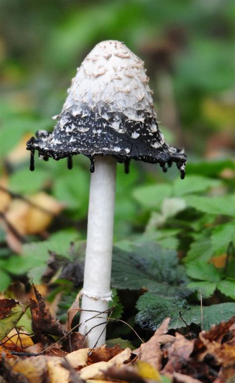 Shaggy Ink-Cap (Coprinus Comatus) Fungi Mushroom at Potteric Carr | Shaggy