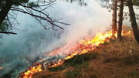 Forest fires in Jammu & Kashmir: Roles, responsibilities and Legal ...