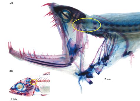 Angler Fish Diagram