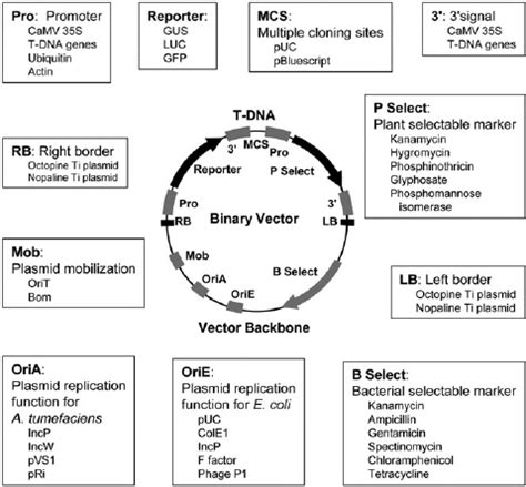 Typical structure of a binary vector. Key components and their major ...