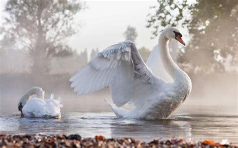 Swans Birds Lake HD Wallpapers - 3D HD Wallpapers