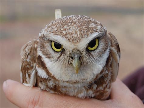 Burrowing Owls Find Unique Nests at Camp Umatilla - My Oregon News