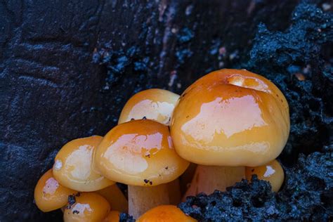 "Winter Mushrooms" Images – Browse 374 Stock Photos, Vectors, and Video | Adobe Stock