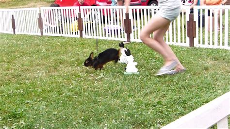 Rabbit Jumping Competition For Beginners - YouTube