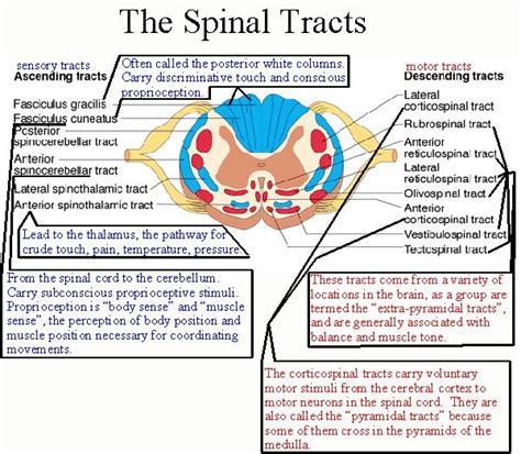 BIOL 237 Class Notes - The Spinal Cord and Spinal Nerves | Physical therapy student, Physical ...