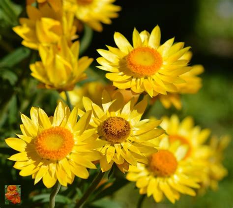 Bracteantha bracteata Helica yellow | Flores